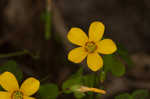 Tufted yellow woodsorrel
